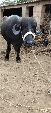 ભેંસ વેચવાની છે