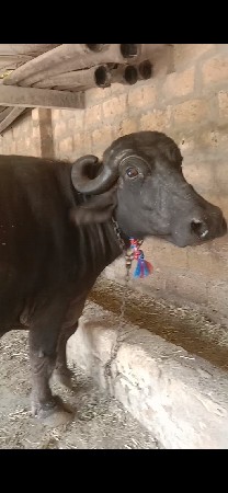 ભેશવેશવાની છે
