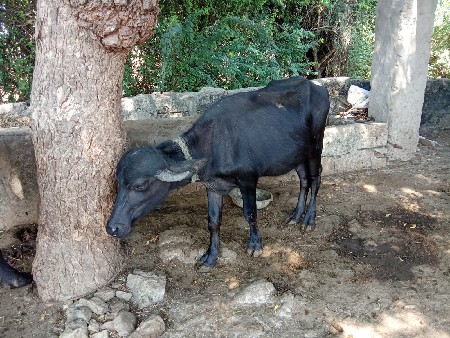 વેચવાની છે