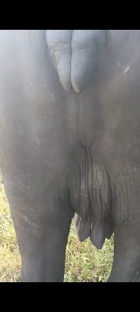 આ ભેંસ વેચવાની છે