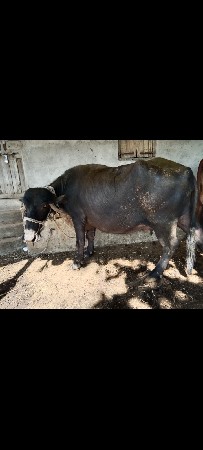 ભેંશ વેચવા ની છે