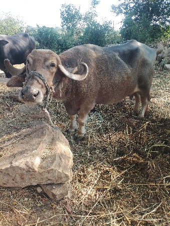 ભેંસ વેચવાની છે