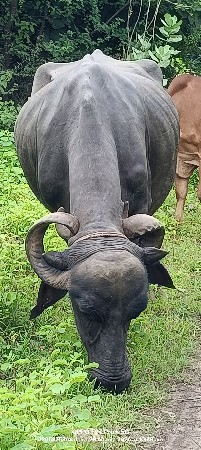 બે ભેંસ વેચવાની છે