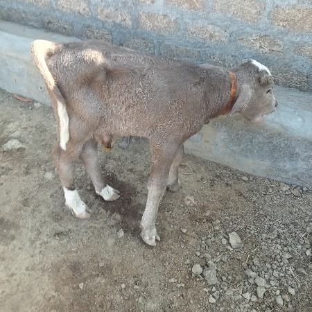 ભેંસ.વેસવાની.છે