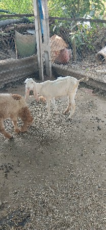 બકરા વેચવાના છે
