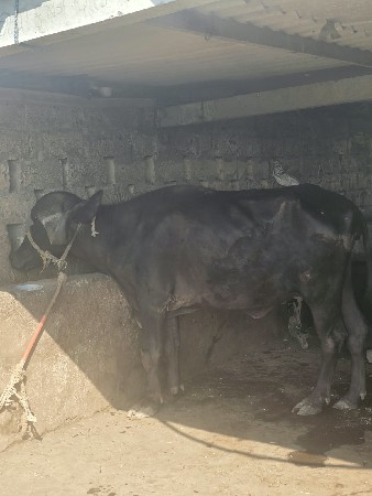 ખડેલુ વેચવાનું છે..