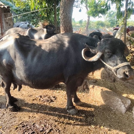 ભેંસ વેચવાની છે ૮ લીટર દુધ