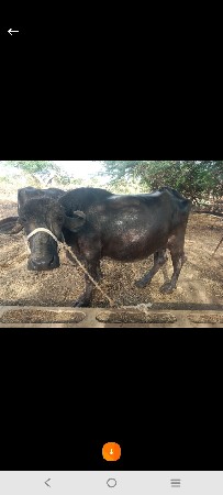 ભેંસ વેચવાની છે