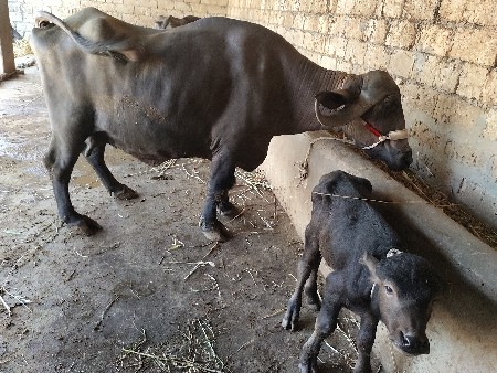 સાત સાત 7લીટર દૂધ વીસ દિવસ