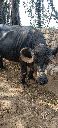 ભેંસ