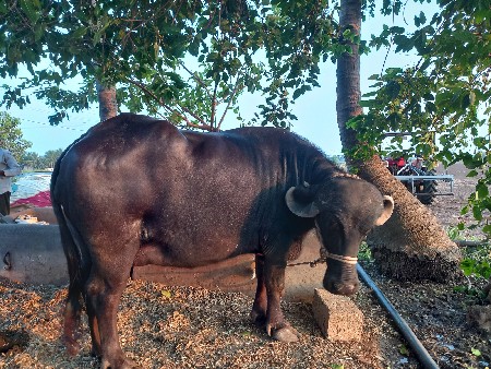 ભેસવેસવા નીછે
