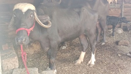 સીમાસી   મેંદરડા જૂનાગઢ જીલ્લો