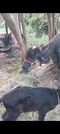 ભેંસ વેચવાની છે