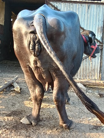bhesh vechvani se