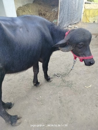 2 vechavani