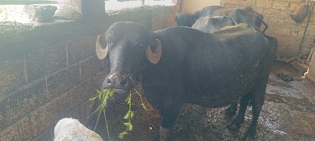 ખડેલી વેચવાની છે