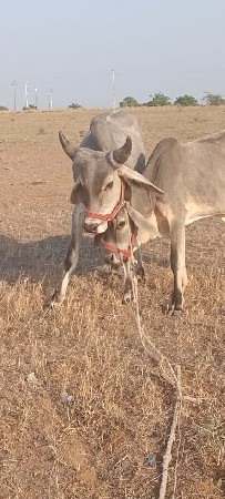 ગોઢલા વેચવાના છે