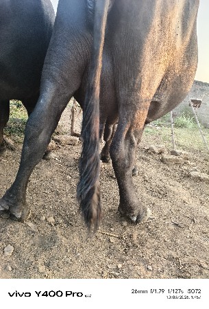 વેચવાની છે