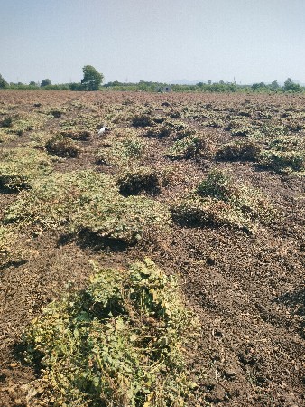20 નબર મગફળી નો ભૂકો વેસવાનો સે