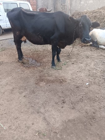 જર્સી ગાય વેચવાની સે