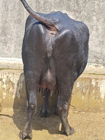 ભેંસ વેચવાની છે
