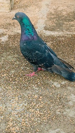 ચાર કબૂતર વેચવાના છે ભાઈ