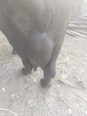 આ ભેંસ વેચવાની છે