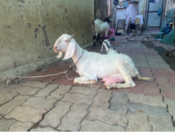 બકરી વેચવાની છે