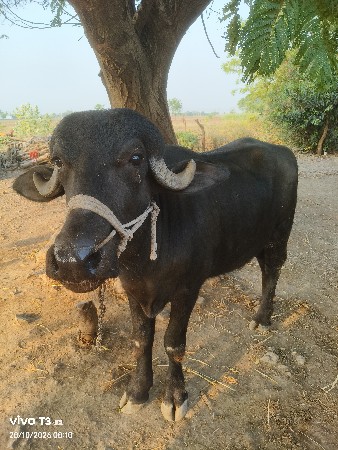 ખડેલી વેશવાની છૅ