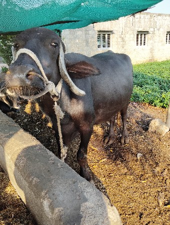 ભેંસ વેચવાની છે