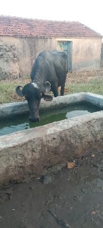 ખડેલી વેચવાની છે