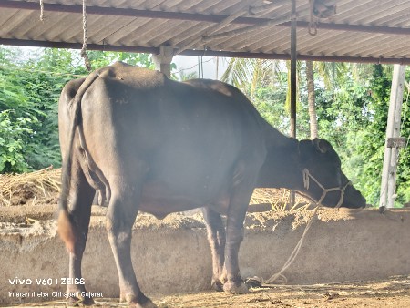 આ ખડેલી વેચવાની છે