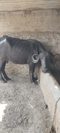 ભેંસ વેચવાની છે