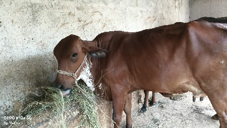 વેચવાની છે