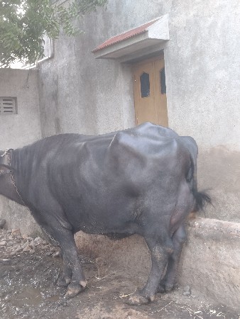 ભેશ