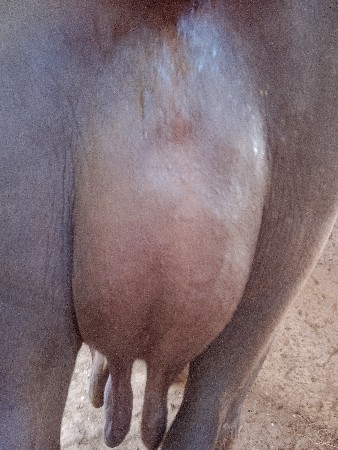 ભેસ