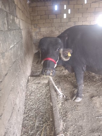 2 વેતર