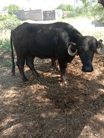 વેચવાની છે