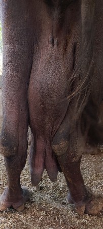 ભેસ વેચવાની છે