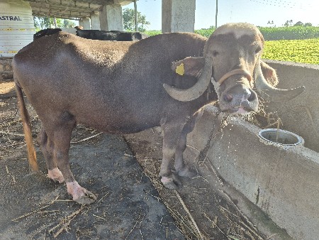 ખળેલી વેચવાની છે
