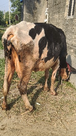 hf ક્રોસ
