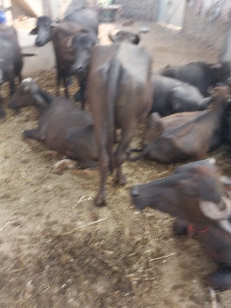 ખડેલા