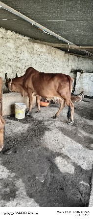 ગાય વેચવાની છે