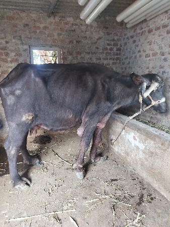 ભેંસ વેચવાની છે
