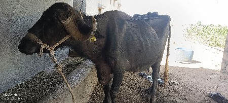 ભેંસ