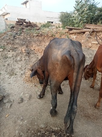 વિગતો નાસી ને ફોન કરવા