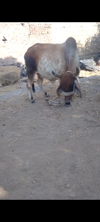 વેચવાનિછે