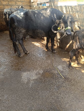 ખડેલી. વેસવાનીસે