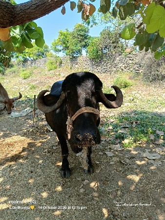 રણજીત ભાઈ