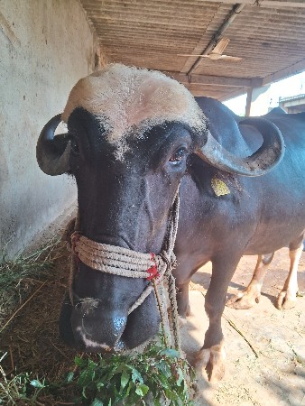 ભેંસ 10 દિવસ નિ કાશી